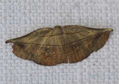 Xenomusa metallica