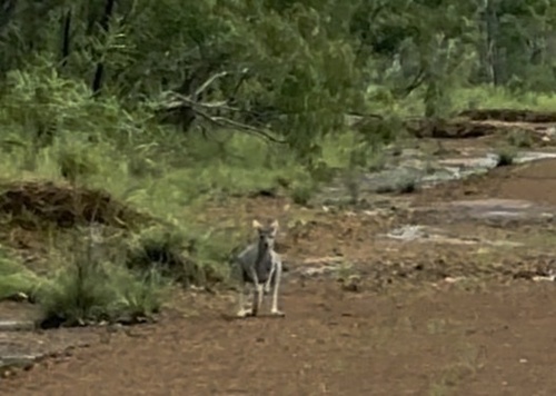Northern Wallaroo