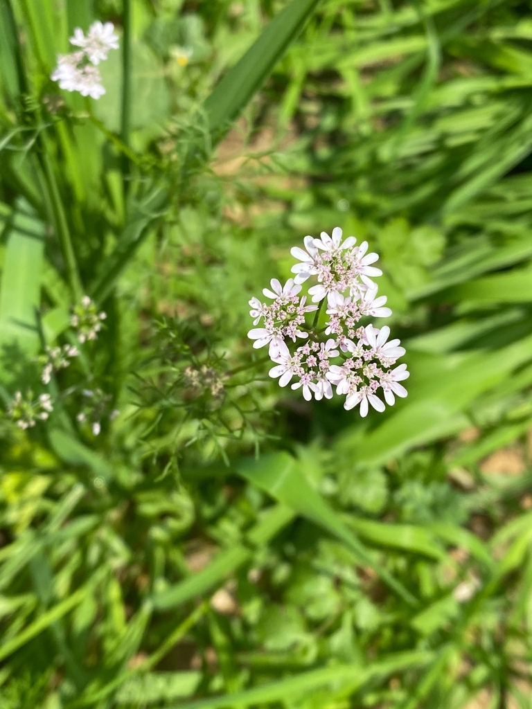 Cilantro plant with fine feathery upper leaves and flowers