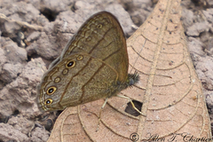 Hermeuptychia cucullina