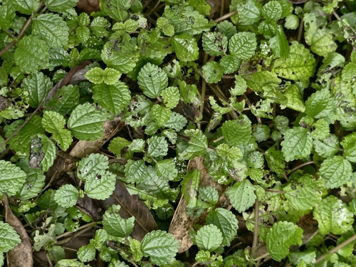 Pilea nummulariifolia iNat (2)