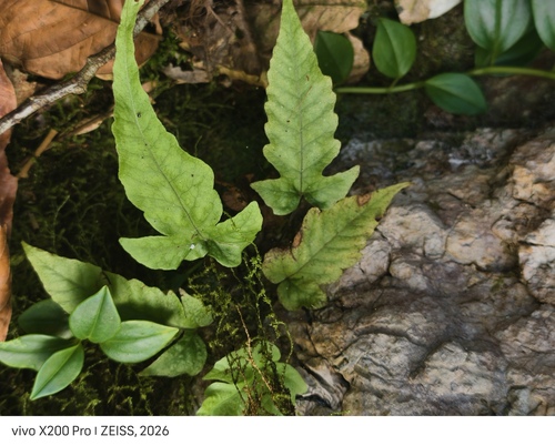 Tectaria heracleifolia, photograph 6