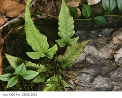 Tectaria heracleifolia, photograph (c) fmunoz, some rights reserved (CC BY)