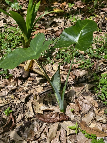 Xanthosoma sagittifolium