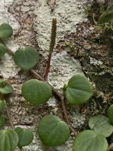 Peperomia serpens, photograph 5