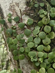 Peperomia serpens, photograph (c) fmunoz, some rights reserved (CC BY)