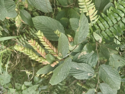 Flemingia strobilifera, photograph 5