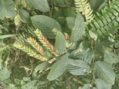 Flemingia strobilifera, photograph (c) fmunoz, some rights reserved (CC BY)