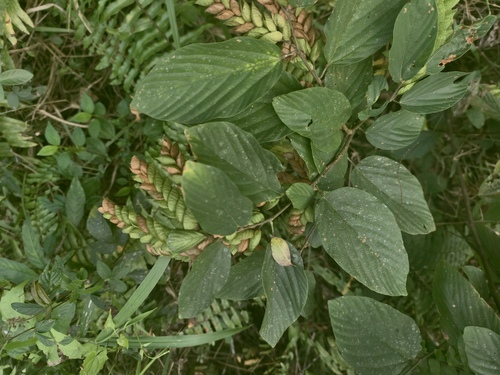 Flemingia strobilifera, photograph 6