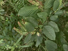 Flemingia strobilifera, photograph (c) fmunoz, some rights reserved (CC BY)