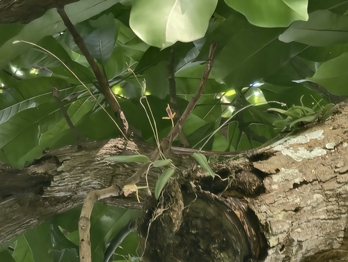 Domingoa haematochila, photograph 3