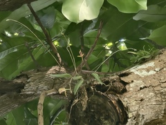 Domingoa haematochila, photograph (c) fmunoz, some rights reserved (CC BY)