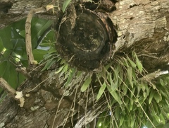 Domingoa haematochila, photograph (c) fmunoz, some rights reserved (CC BY)