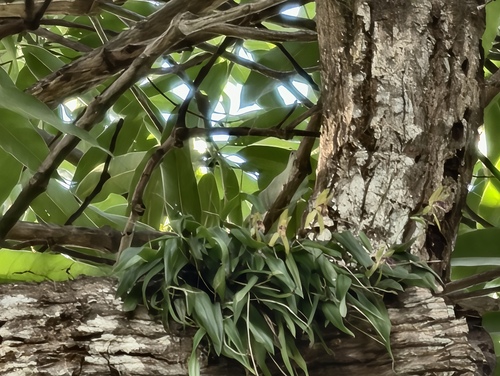Domingoa haematochila, photograph 2