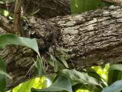 Domingoa haematochila, photograph (c) fmunoz, some rights reserved (CC BY)