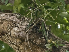 Domingoa haematochila