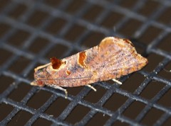 Glyphidoptera insignana