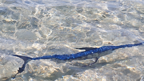 Swordfish (Xiphias gladius) — Xiphiidae — 2