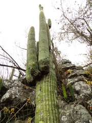 Cephalocereus polylophus