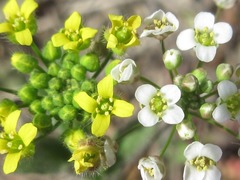 Draba nemorosa
