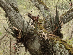 Trichocentrum cebolleta