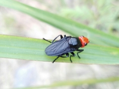 Dichromyia sanguiniceps