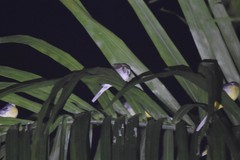 Dendronanthus indicus