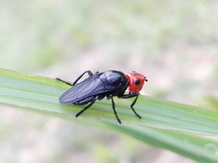 Dichromyia sanguiniceps