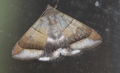 Bastilla hicanora