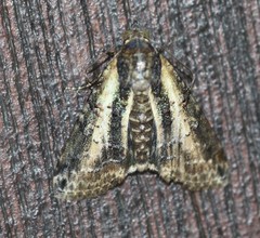 Lophoptera