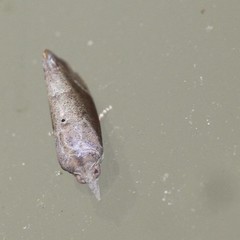 Hypocala guttiventris