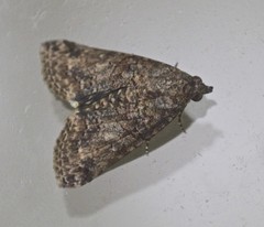 Lophoptera hemithyris