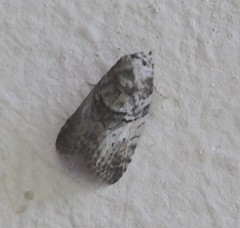 Microthripa baeota