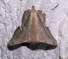 Mimallonoidea