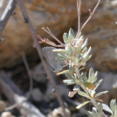 Celastrina echo