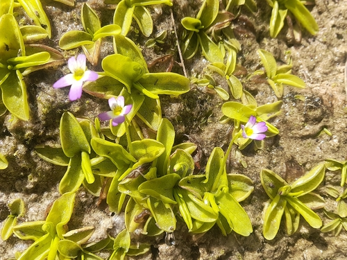 Pinguicula crystallina
