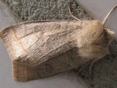 Orthosia paromoea