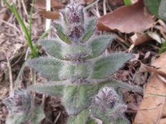 Ajuga multiflora