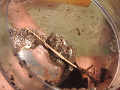 Leptodactylus latinasus