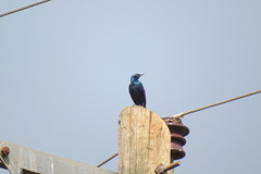 Lamprotornis chalybaeus