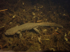 Japanese Black Salamander photo 2