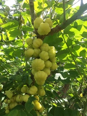 Phyllanthus acidus