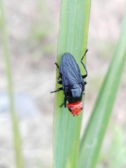 Dichromyia sanguiniceps