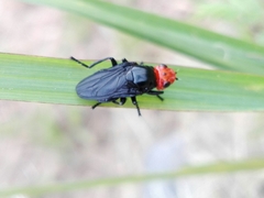 Dichromyia sanguiniceps