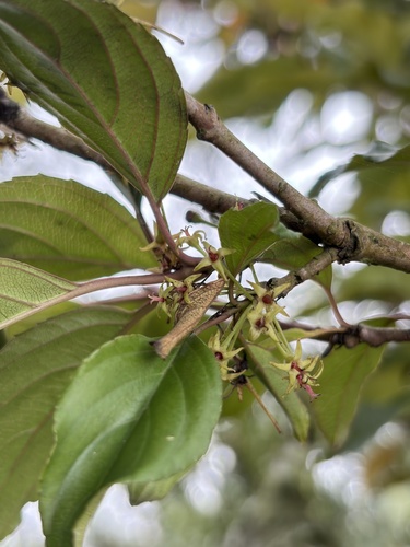 Rhamnus nakaharae observed 2026-03-07