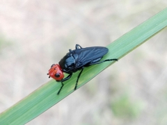 Dichromyia sanguiniceps