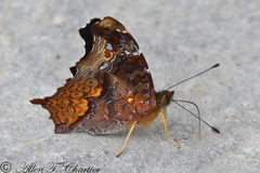 Hypanartia kefersteini