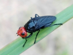 Dichromyia sanguiniceps