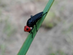 Dichromyia sanguiniceps