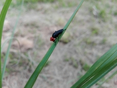 Dichromyia sanguiniceps